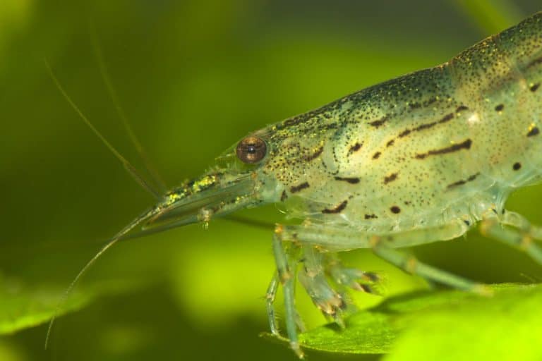 Amano Shrimp