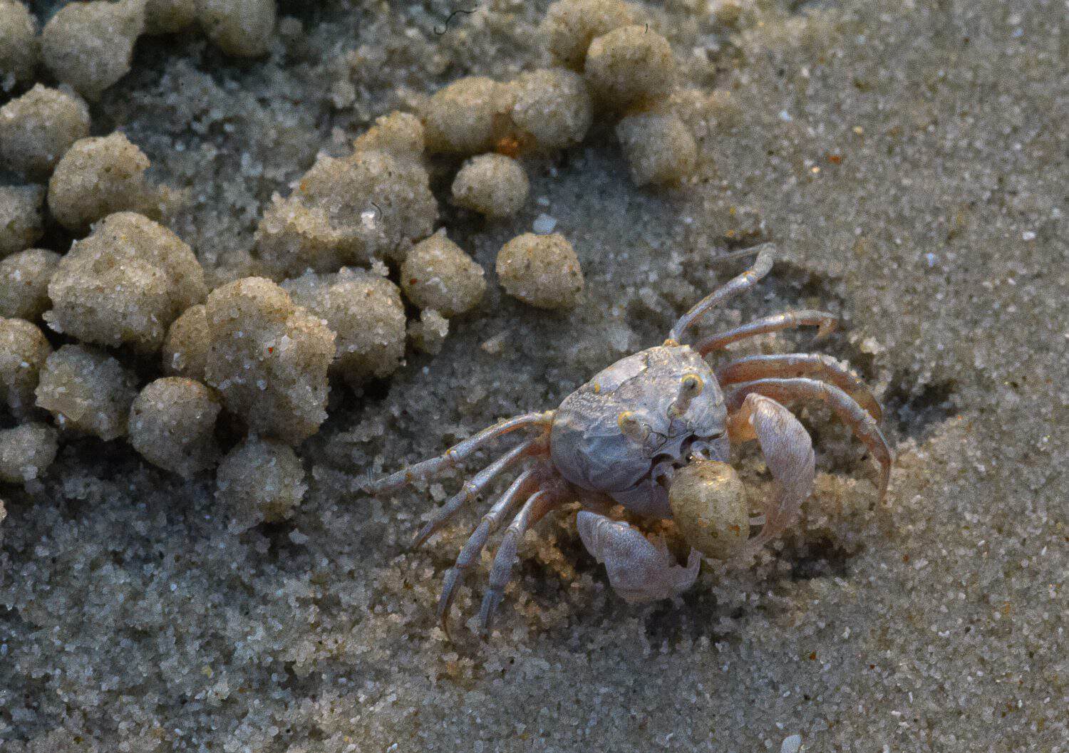 Sand bubbler crab at its hole and sand pellets around