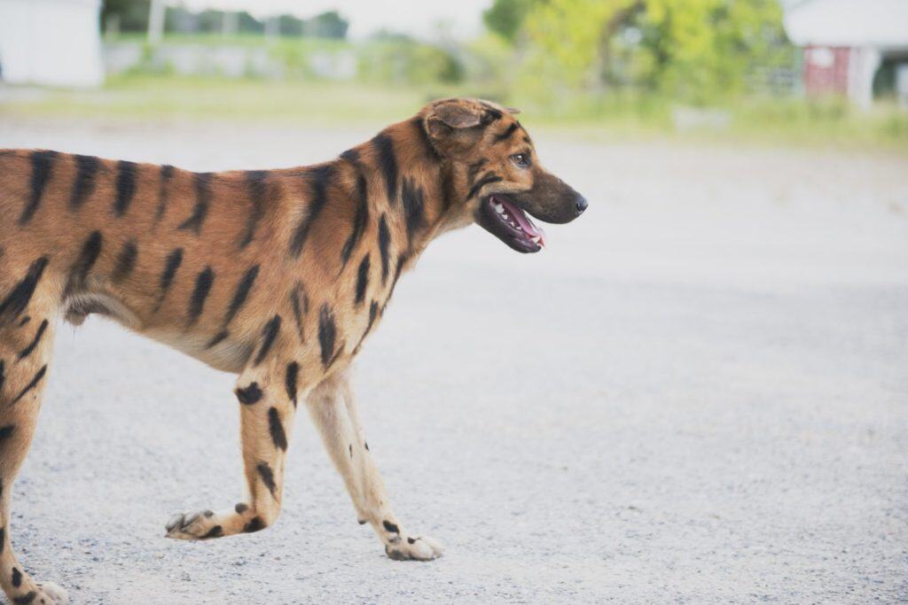Dogs are patterned like tigers. Human dye black on the body of the reddish brown dog.