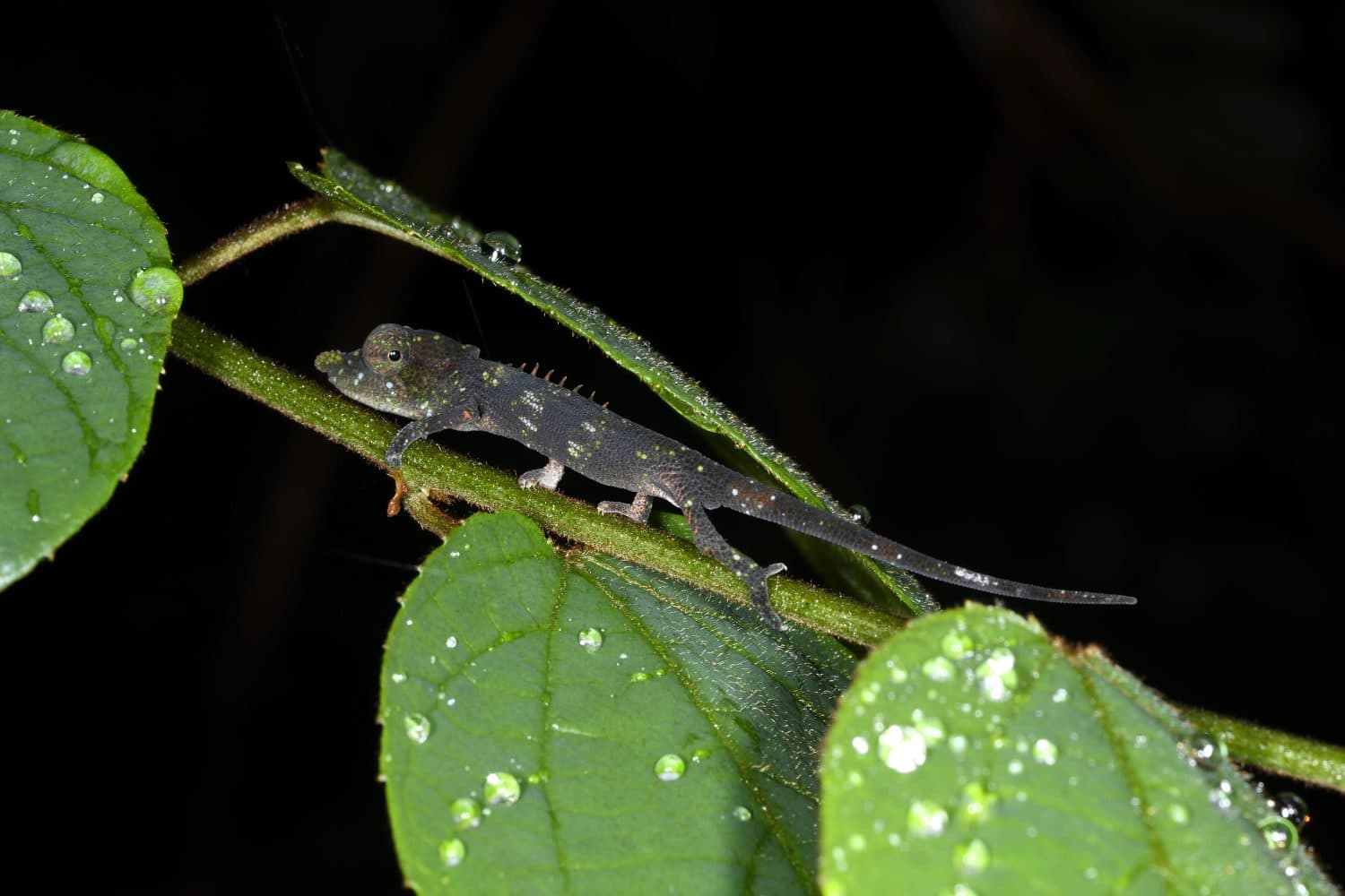 Rosette-nosed pigmy chameleon (Rhampholeon spinosus) in Ranomafana National Park, Madagascar