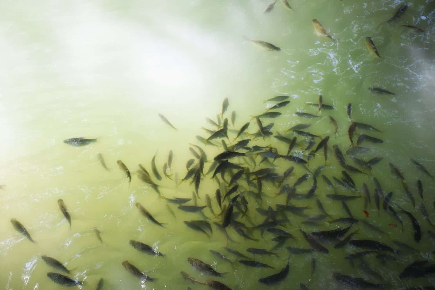 Top view of fishes swimming in the water at waterfall. 