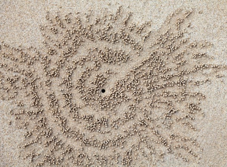 Crabs holes on beach sand - home of a Ghost crab, Sand bubbler crab.