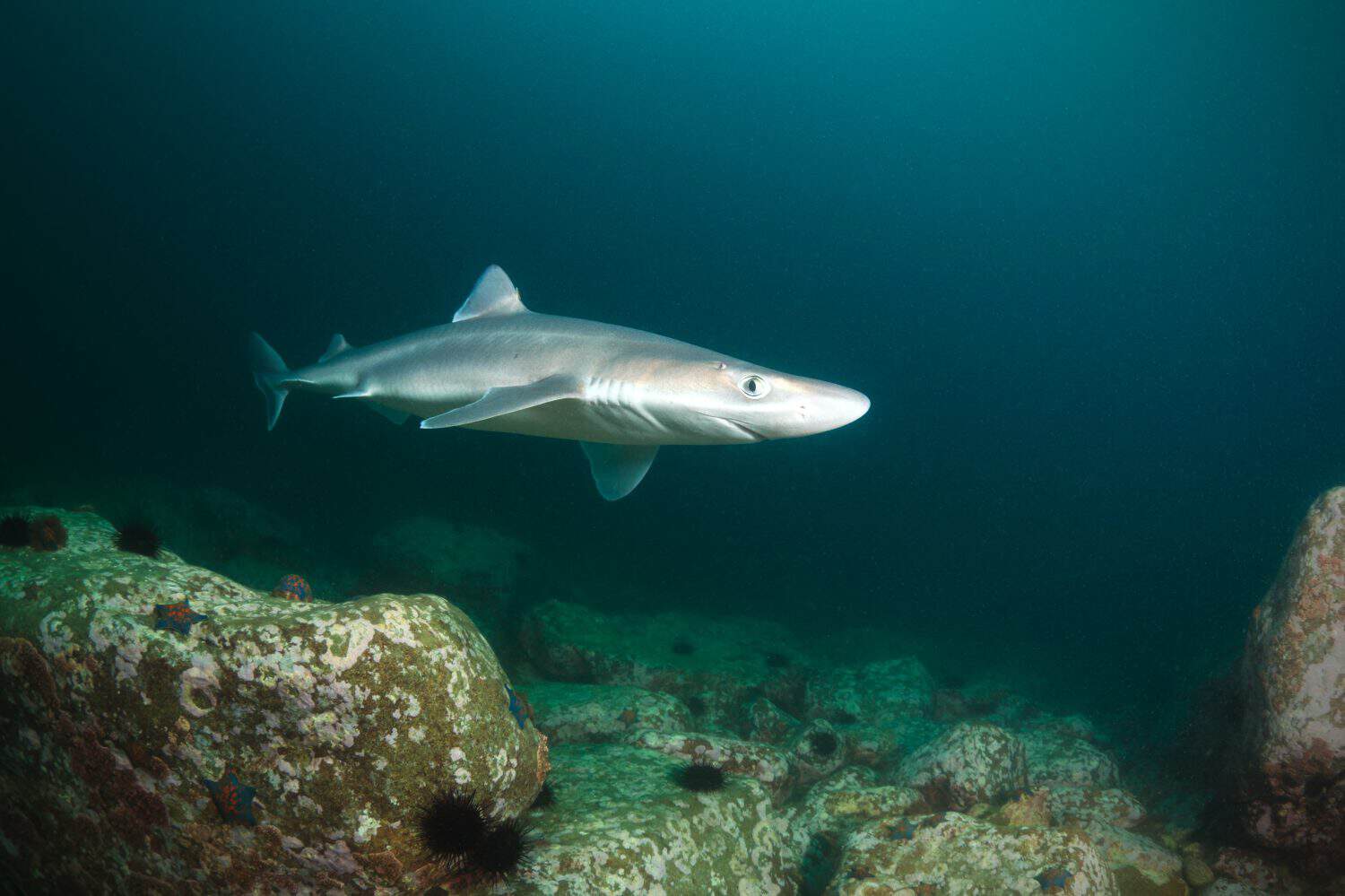 spiny dogfish shark, deep - 15 meters, sea of japan, Russia