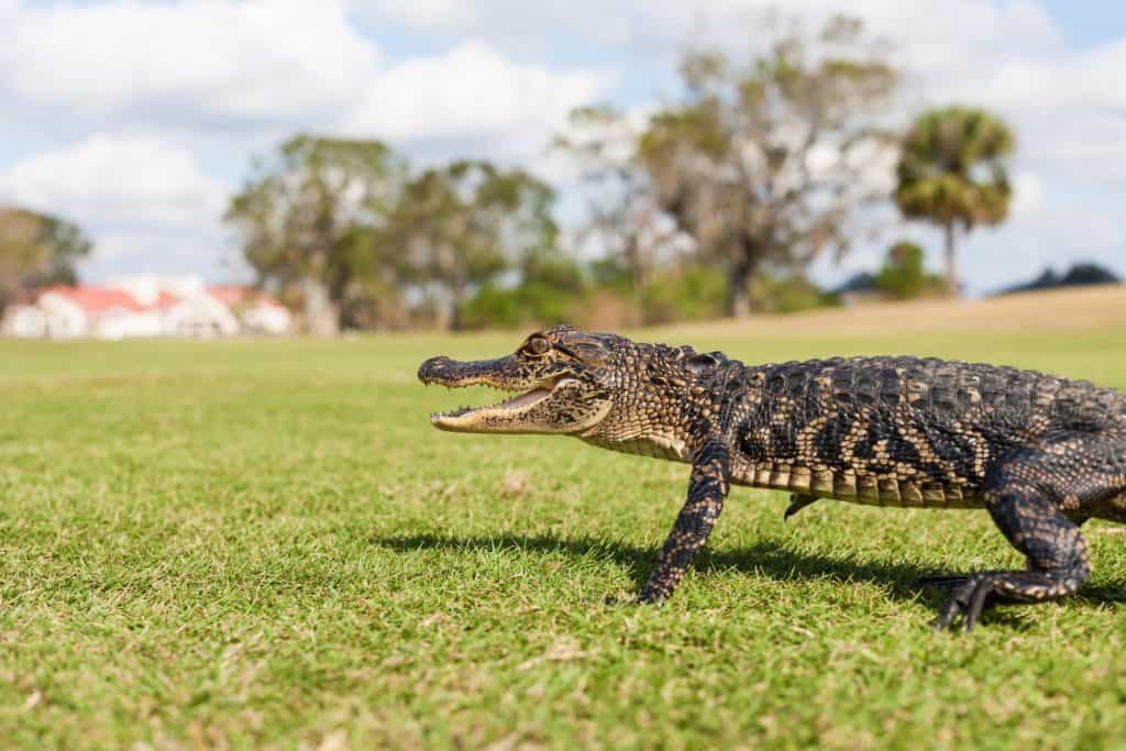 Baby Alligator on the Green