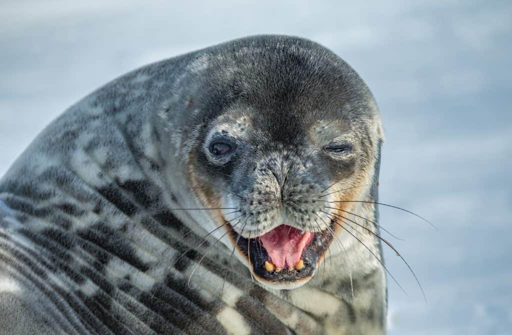 Weddell Seal,king George island, Antarctica(Leptonychotes weddellii)