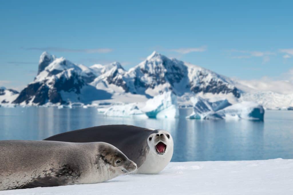 Two Weddell Seals on sea ice in Antarctica. Blurred snowy mountain background.