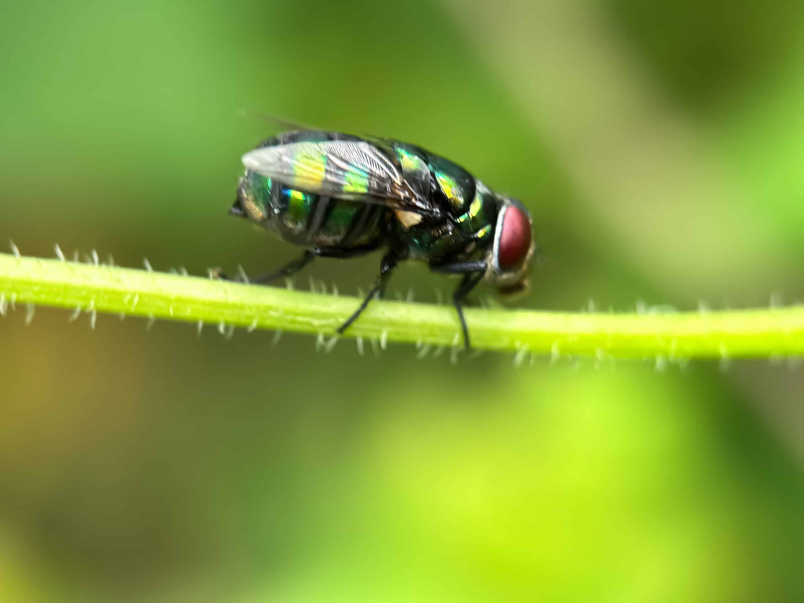 The Parasite That's Getting Dangerously Close to the US - A-Z Animals
