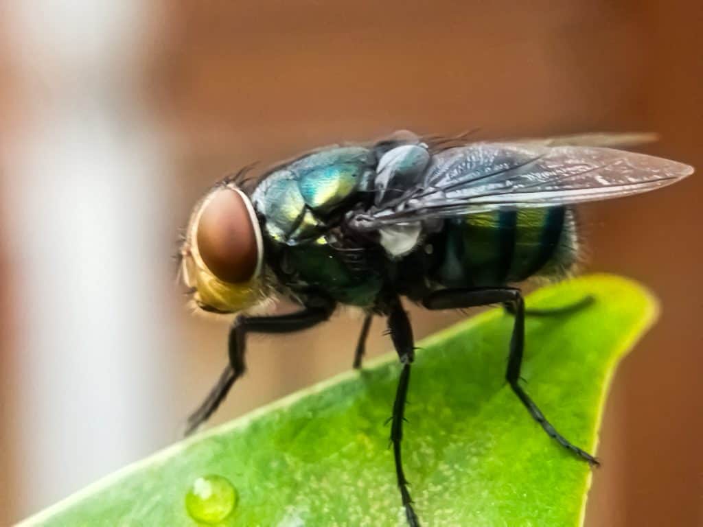 Chrysomya megacephala, more commonly known as the oriental latrine fly or oriental blue fly. Cochliomyia hominivorax, the New World screwworm fly