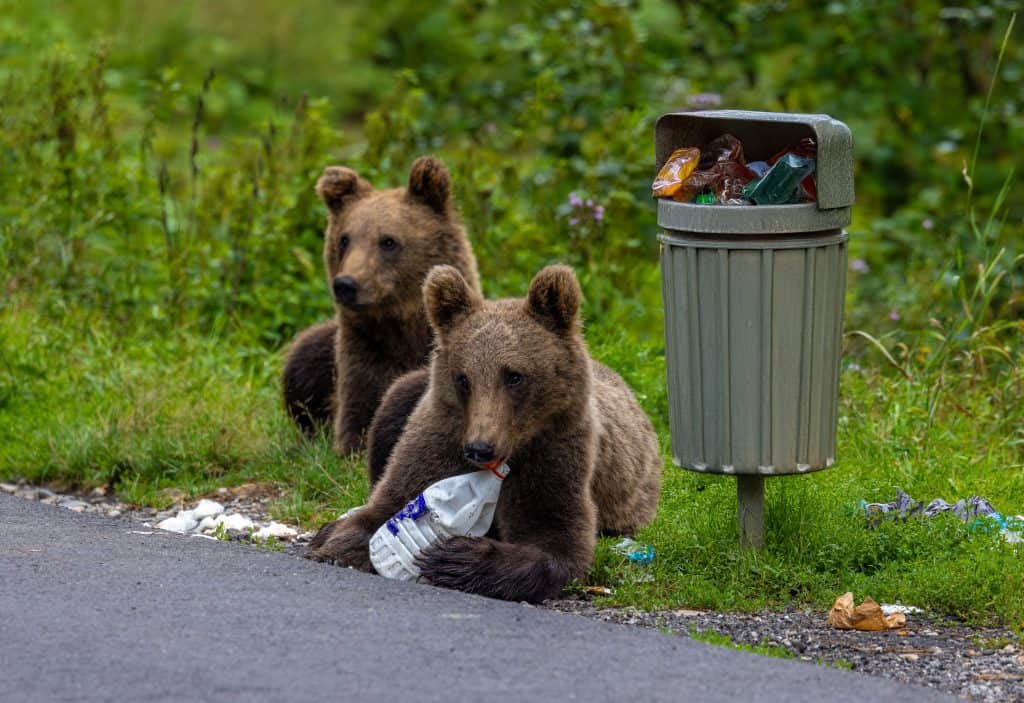 Brown bears near a trash can on the side of the road