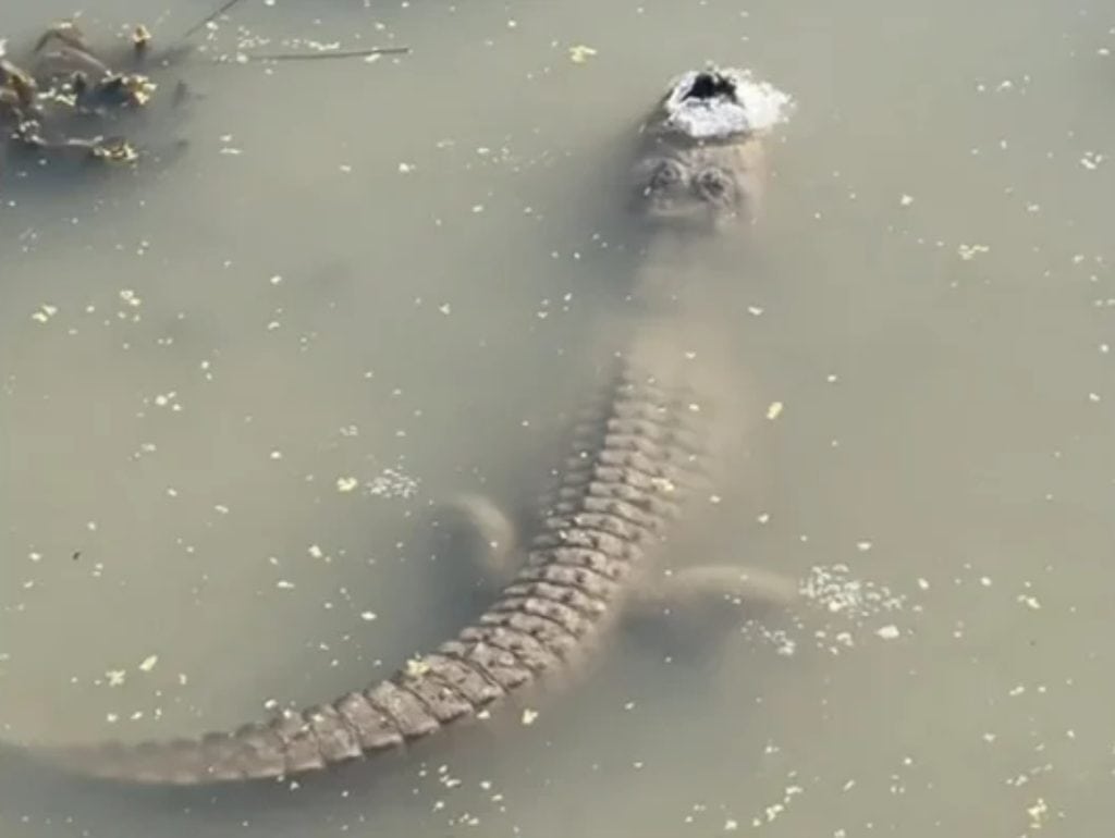 Frozen alligator in a state of brumation