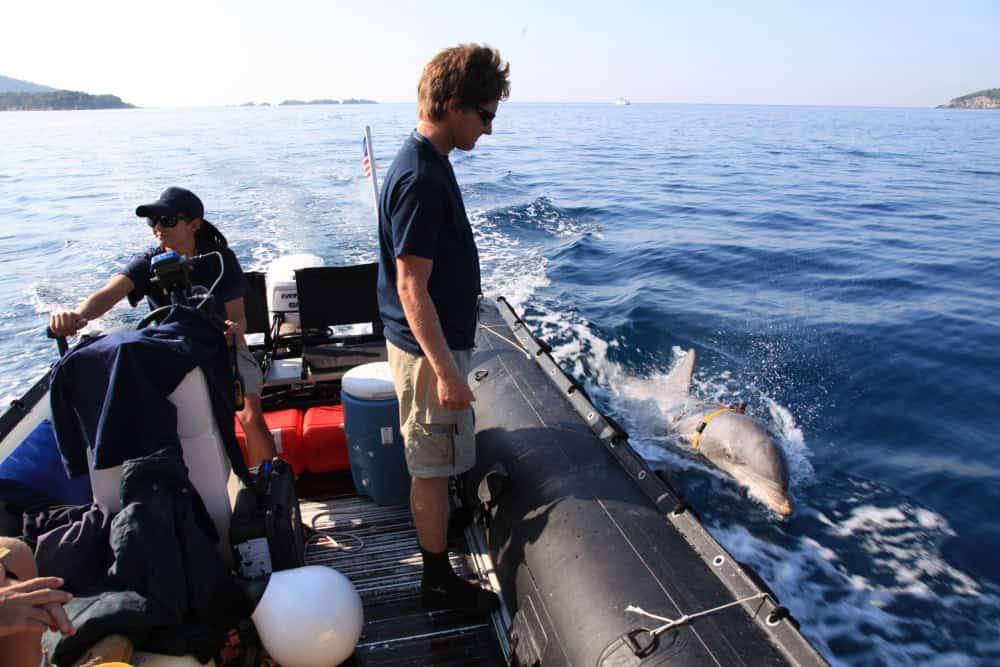 A woman in a baseball cap drives an inflatable motor boat while a man looks over the edge at a dolphin swimming alongside and wearing a yellow harness.