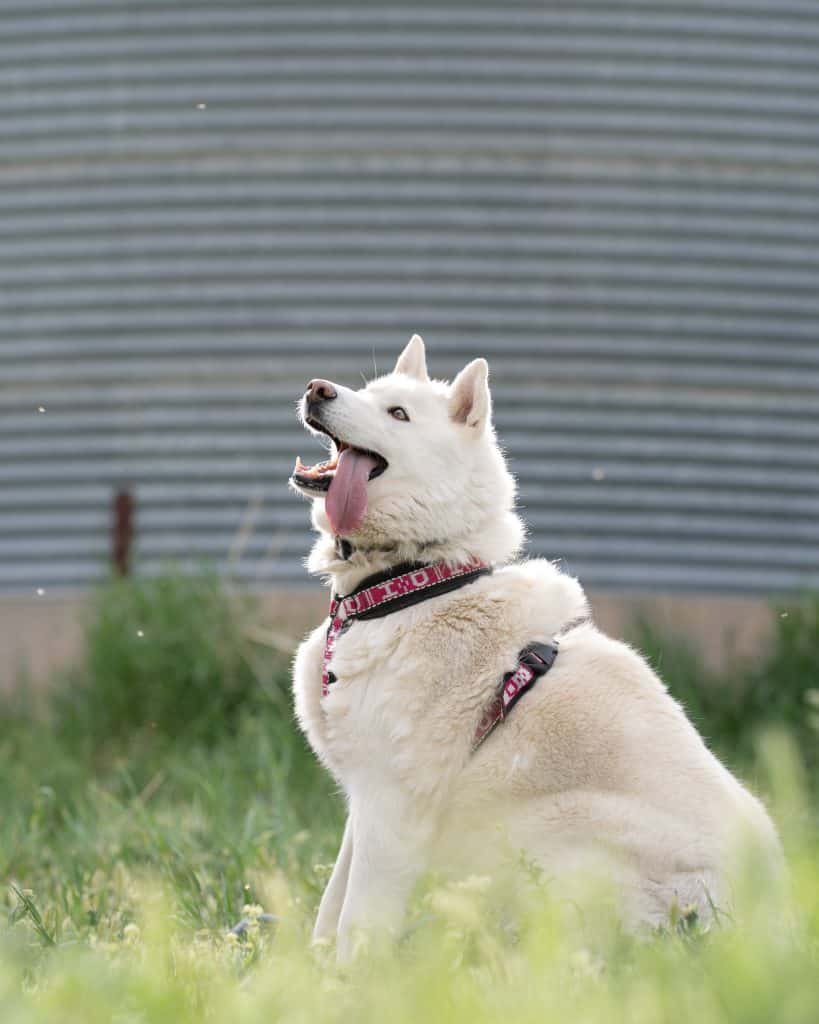 Ember from Arctic Rescue