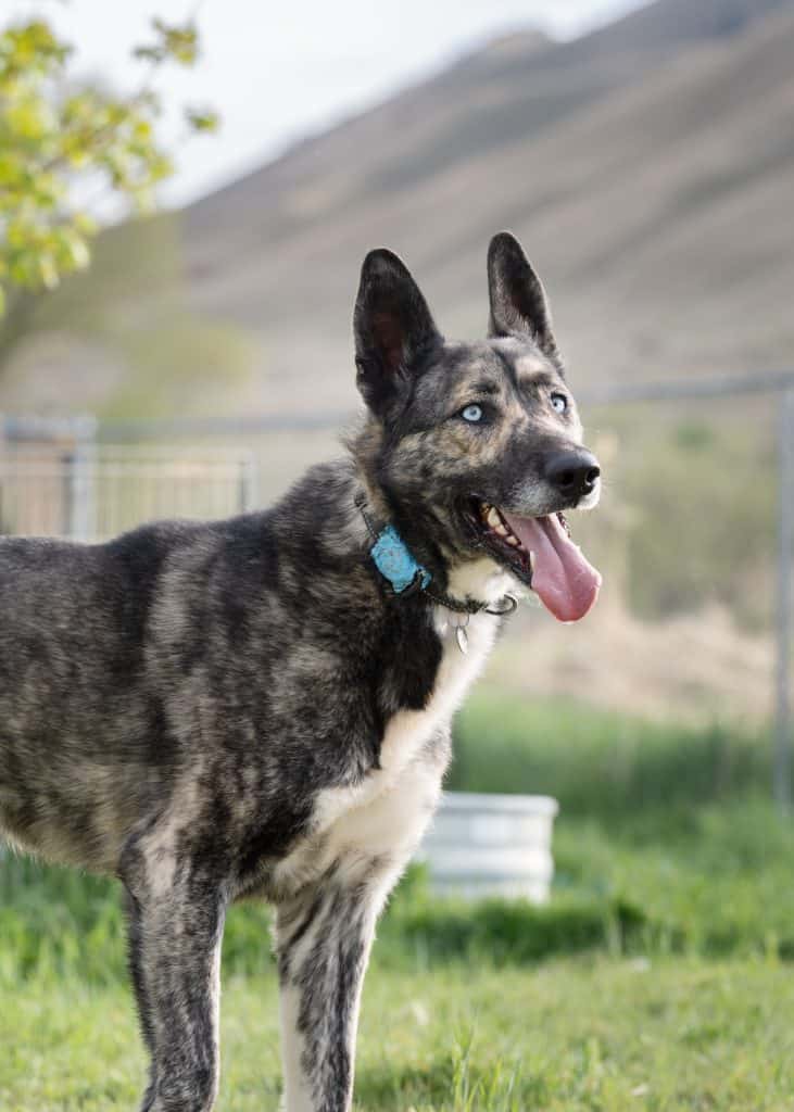 Takoda (now in foster care)