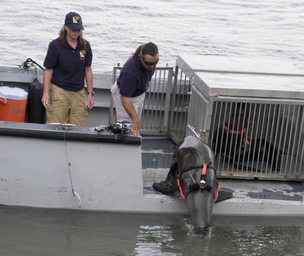 Two people on a boat look over the side as a sea lion in a harness pokes its nose into the water.