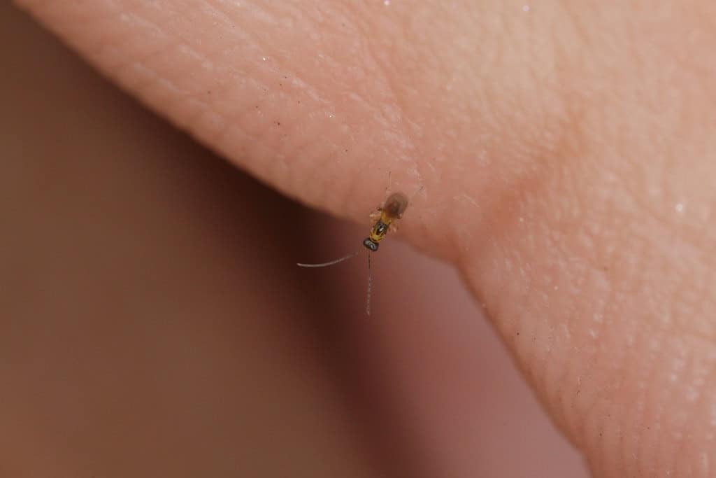 tiny fairy wasp (♂) on my finger