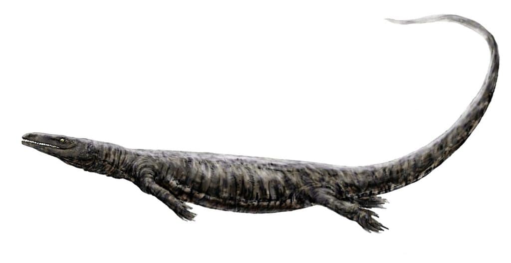 Mosasaurs were aquatic reptiles
