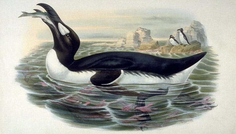Painting of Great Auk