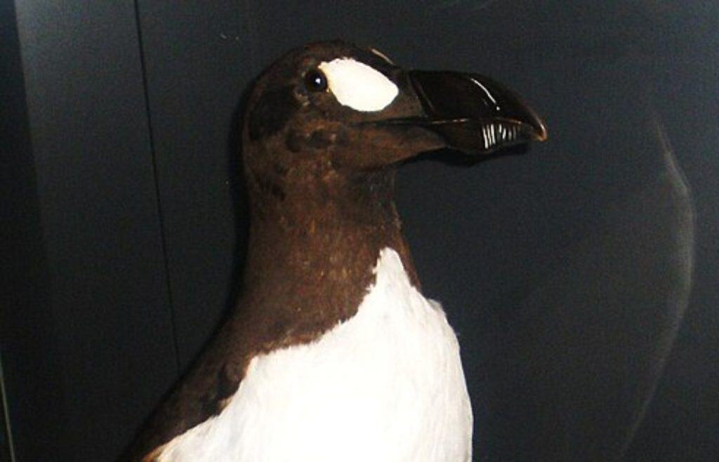 Great Auk on display