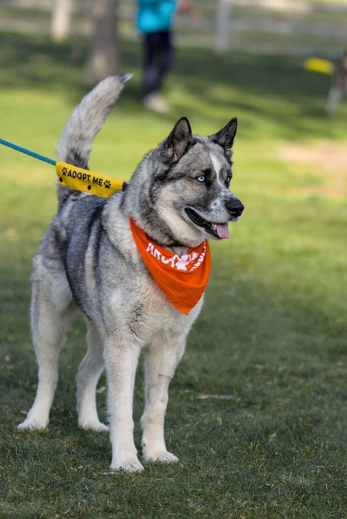 Moose from Arctic Rescue
