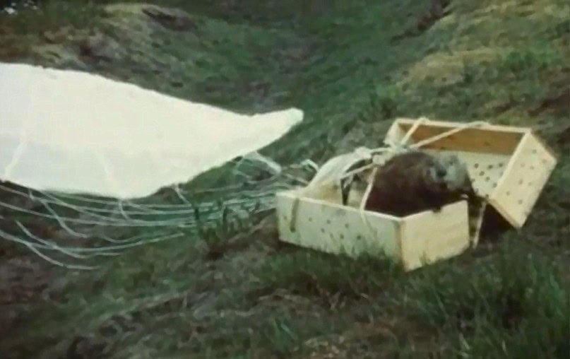 Beaver drop box sprung open on landing Idaho 1950