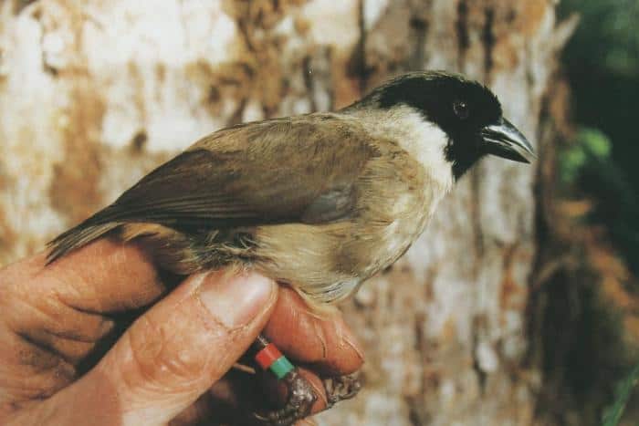 Black-faced honeycreeper