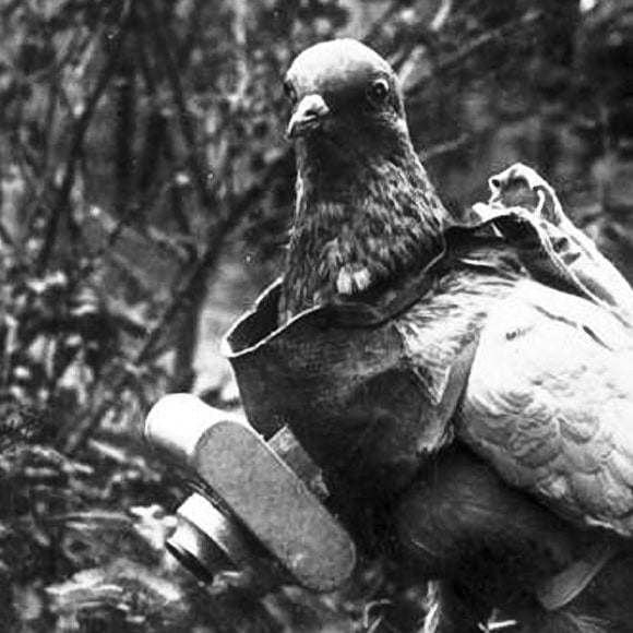 Pigeon with German miniature camera, probably during the First World War