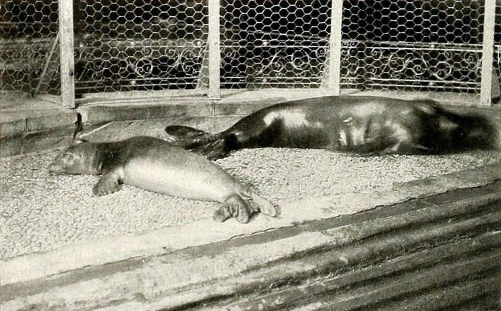 Caribbean monk seals at a New York zoo