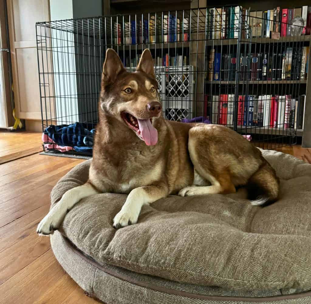 Odin after rescue