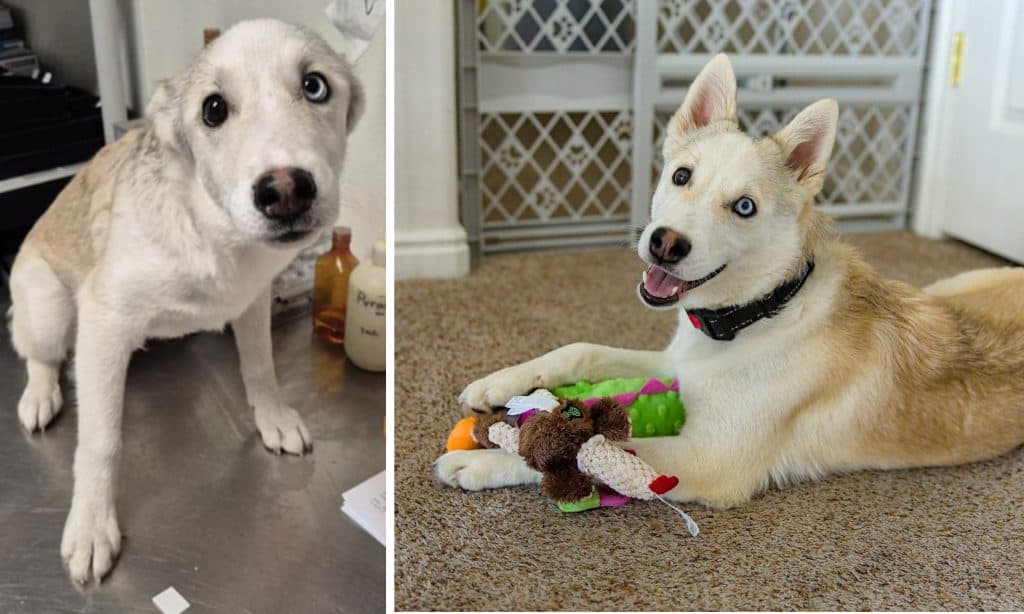 Elton (before and after)