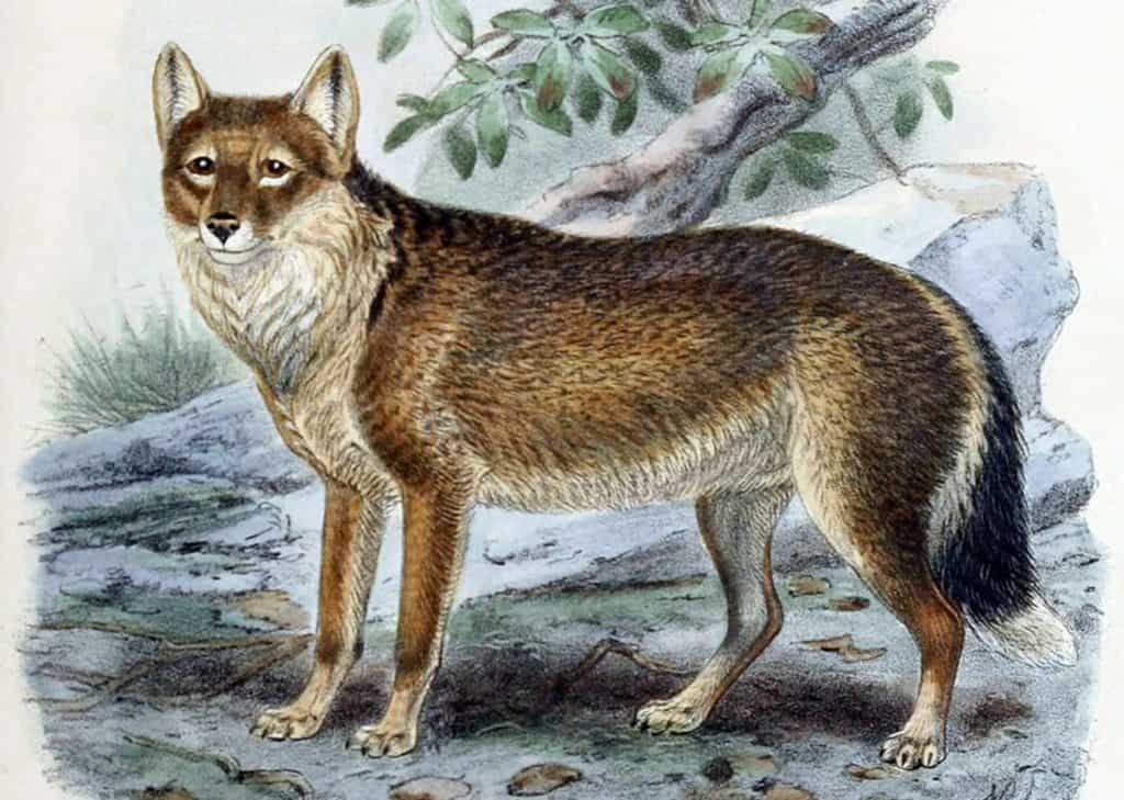 Falkland Islands wolf