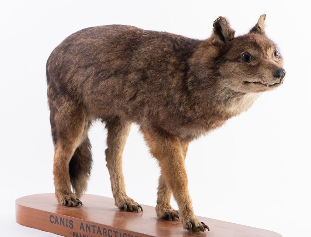The Falkland Islands wolf