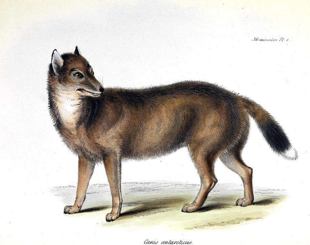 Falkland Islands wolf