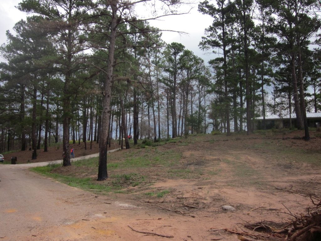 Road flanked by dirt and gently sloped pine woodland