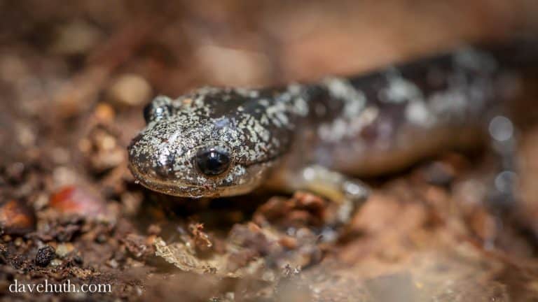 head of a salamander with big eyes, small legs, and speckled light pattern on dark body