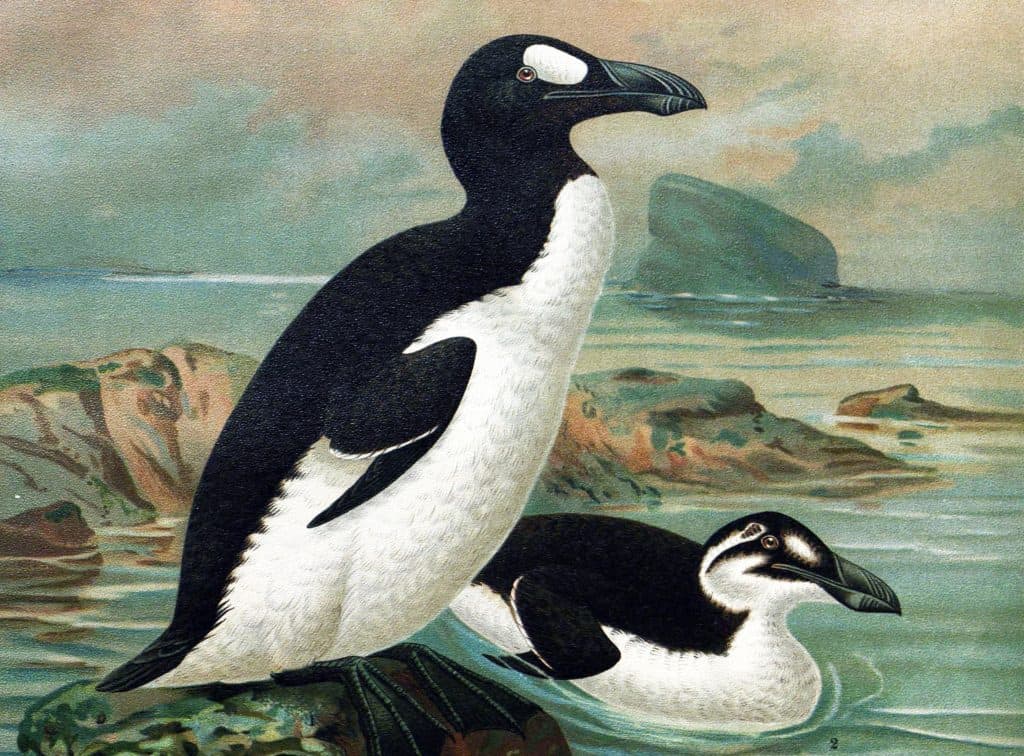 Great Auk painting