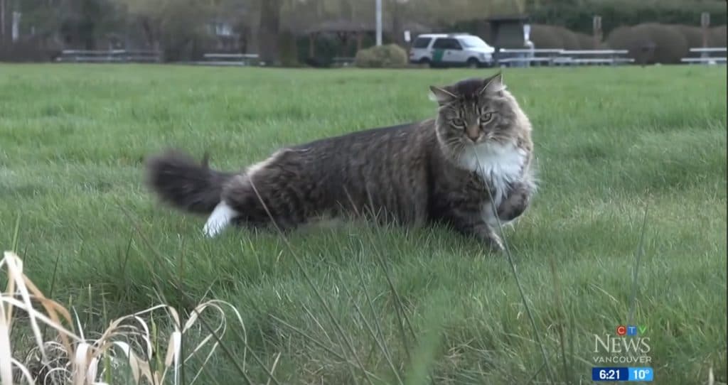 Louis Vuitton border jumping cat