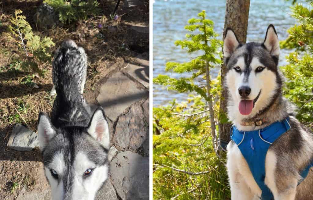 Lumi (before and after)