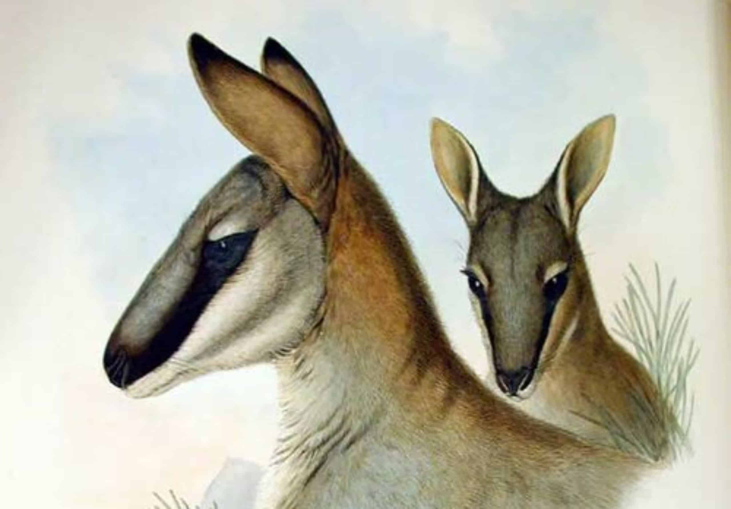 Toolache wallabies