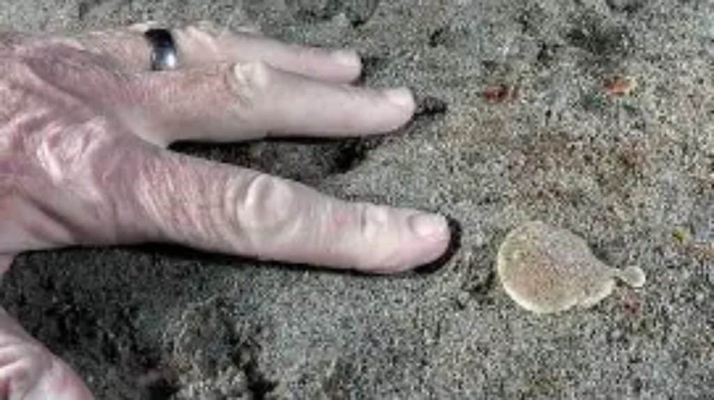 Finless sleeper ray