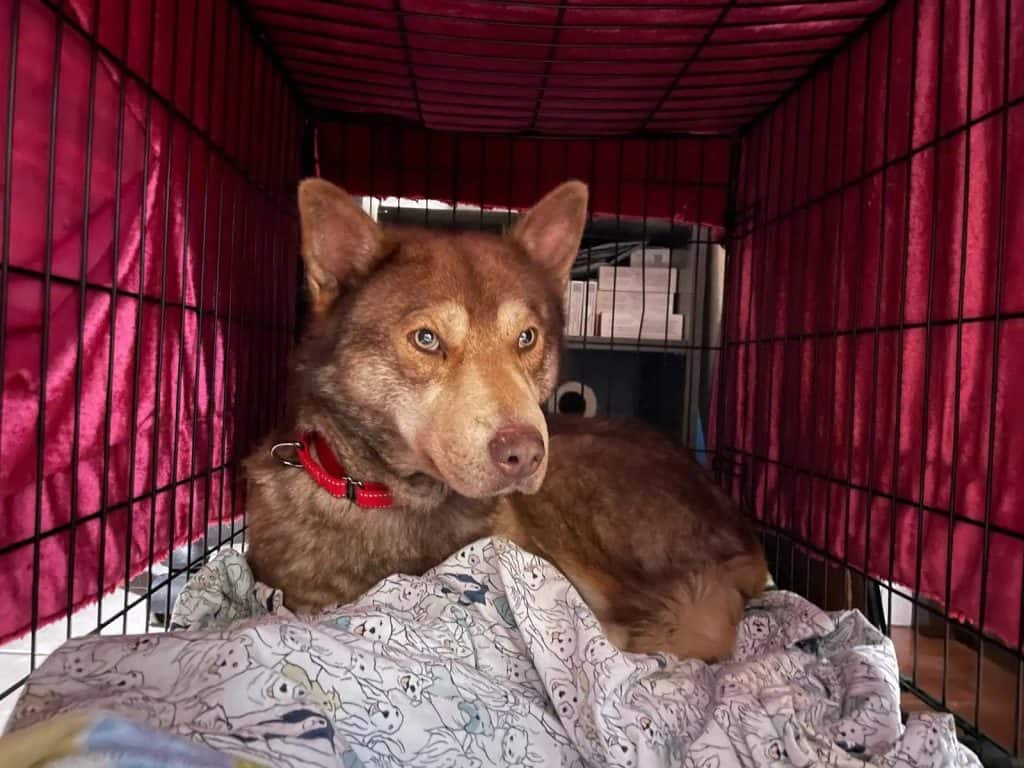 Rescue dog Odin