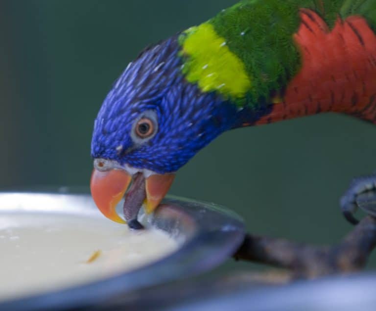Rainbow Lorikeet (Trichoglossus haematodus) drinking at Randers Regnskov Zoo, Denmark.