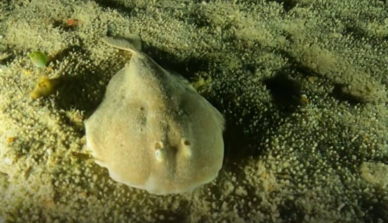 Finless sleeper ray