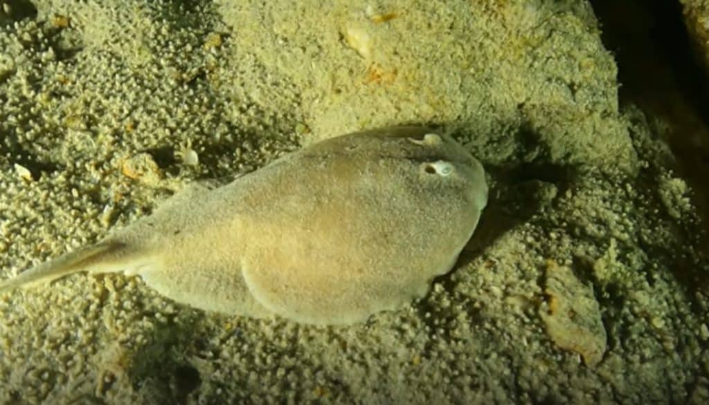 Finless sleeper ray