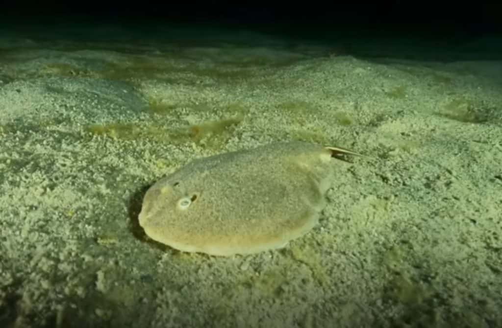 Finless sleeper ray