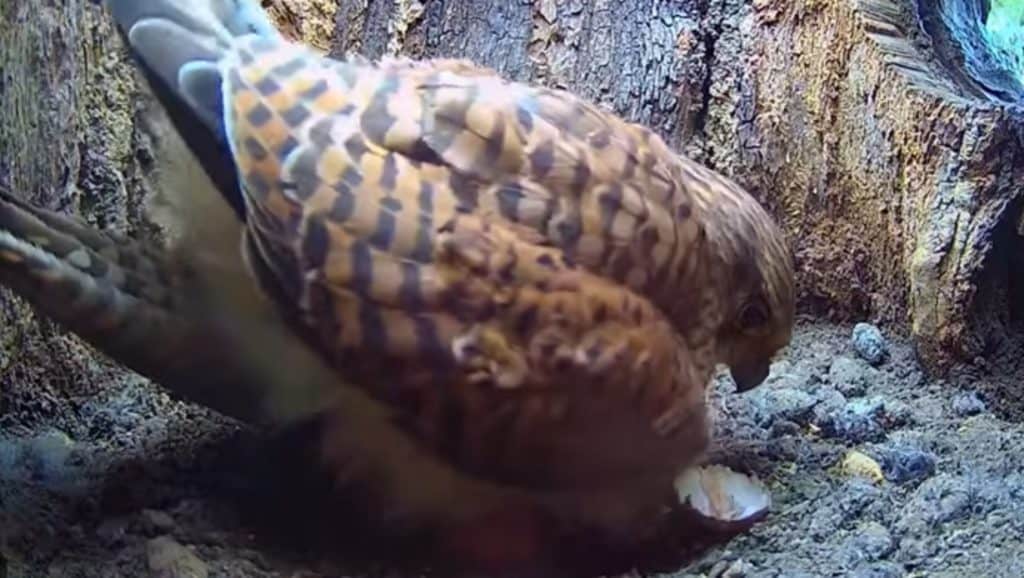 Kestrels welcome first chick