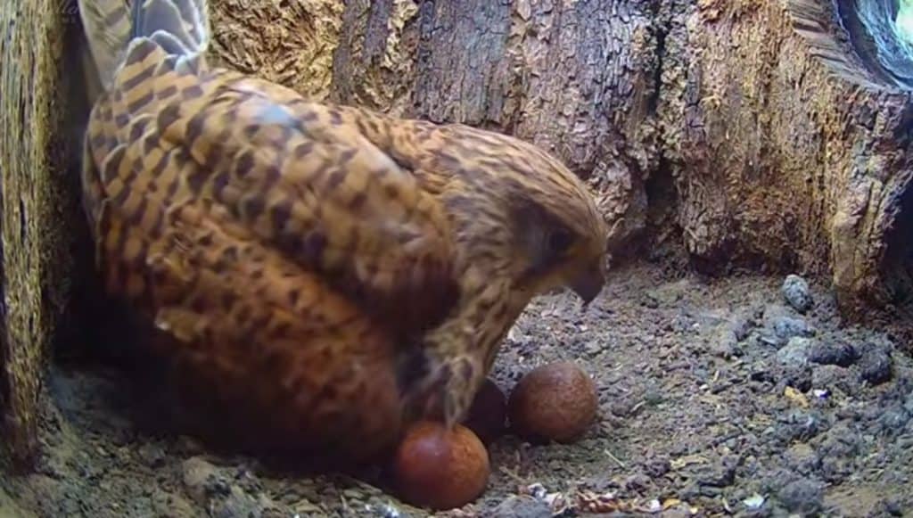 Kestrels welcome first chick