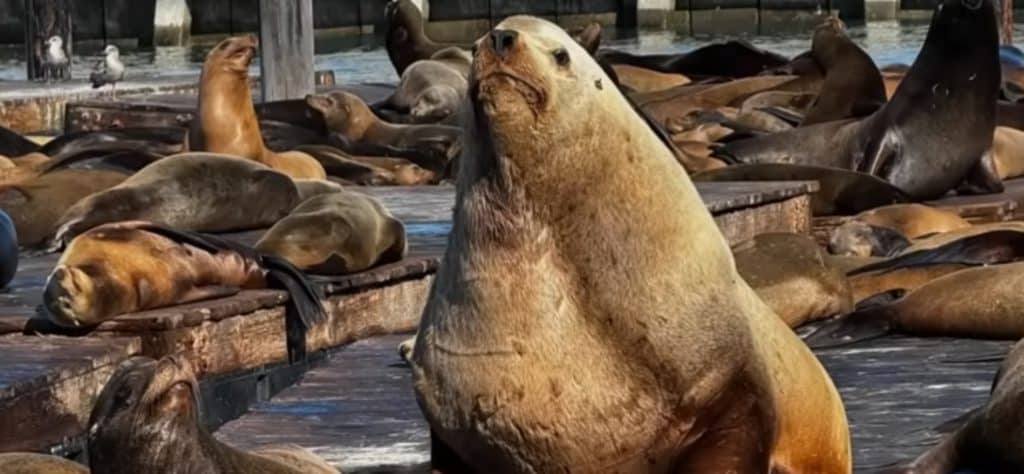 Chonkers the Steller sea lion