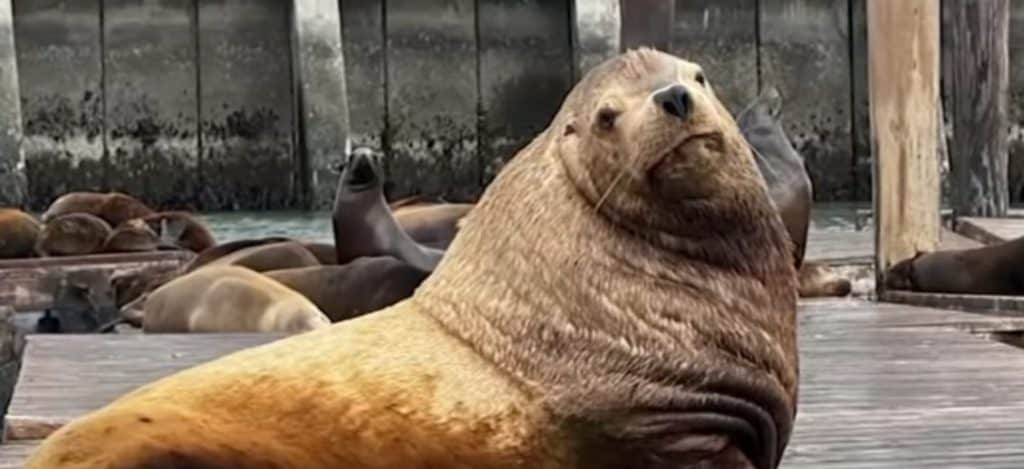 Chonkers the Steller sea lion