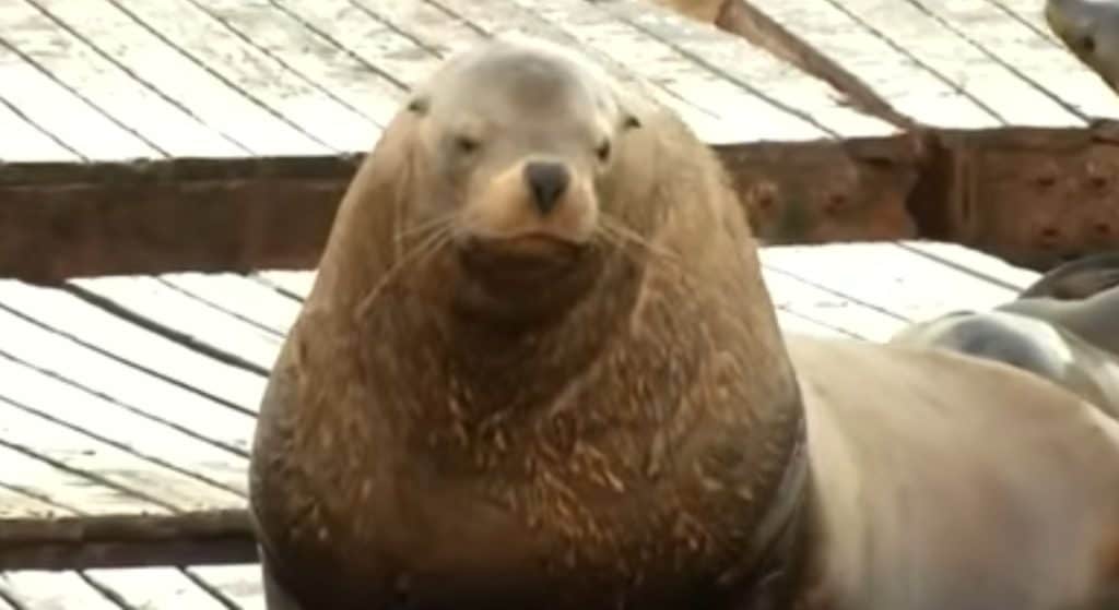 Chonkers the Steller sea lion