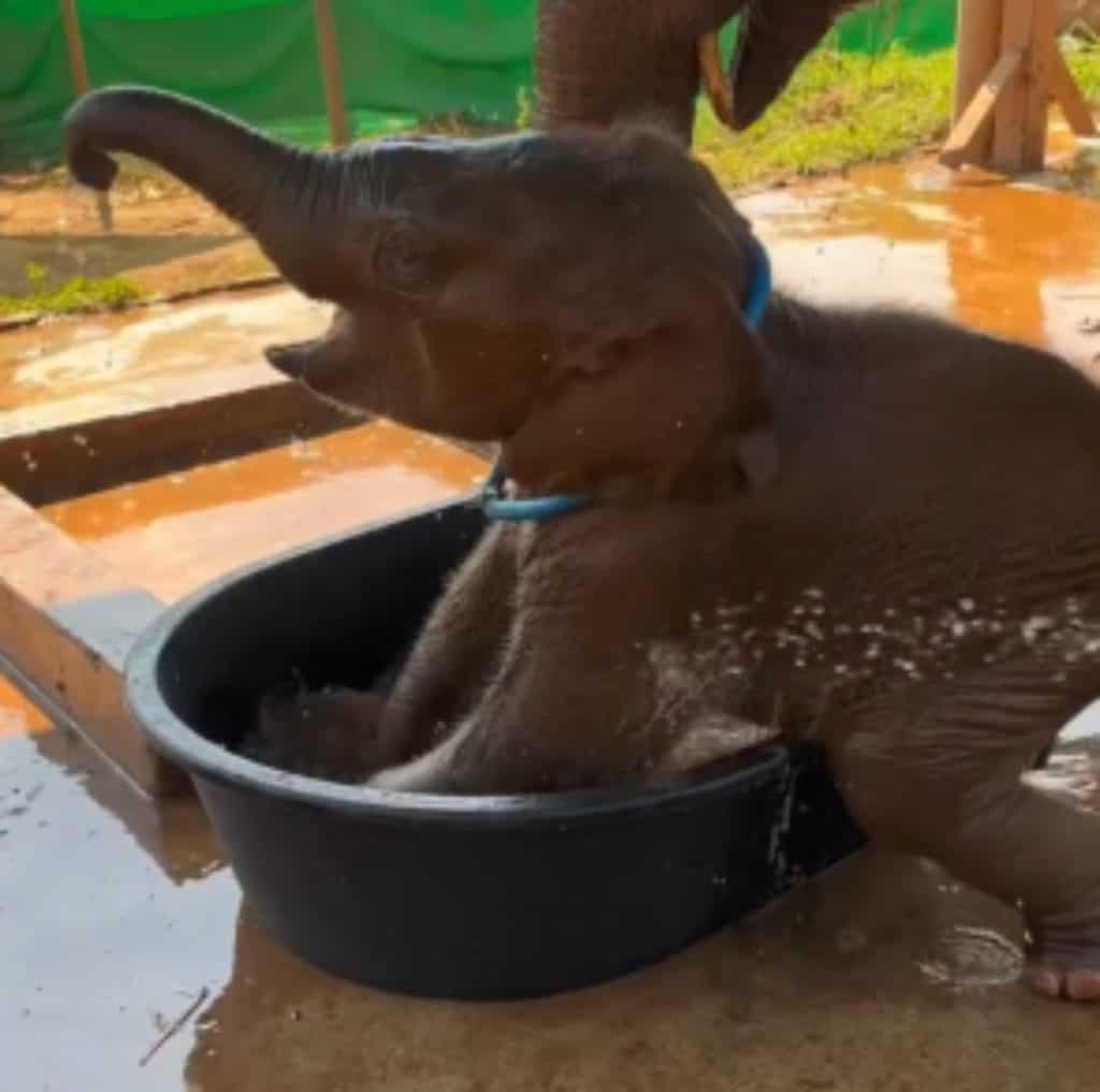 Baby elephant playing in a tub of water